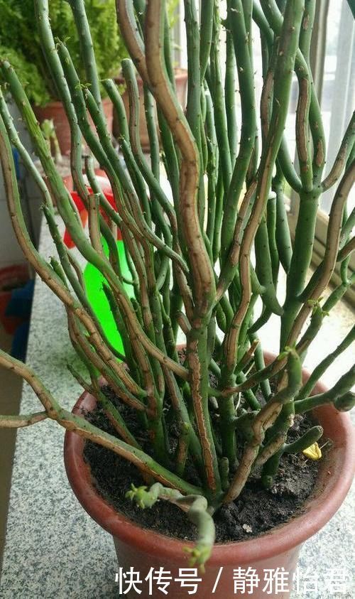 危害|家里不能养的花,这3类绿植,白送都不要,危害巨大不建议养
