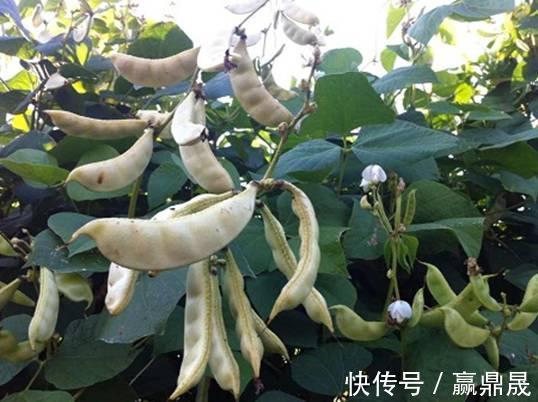 口腔溃疡|良心中医推荐:这15种不怎么挣钱的中成药,知道吗?