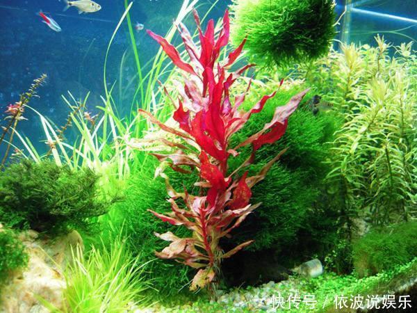 血心兰|找个大水缸,养几种“水草”,比绿萝吊兰都好养,花色红火喜庆