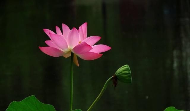 西湖#杨万里最经典的一首诗,短短二十八个字,让人有一种身临其境之感