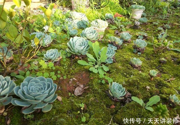 爸妈不在家,我在院子里疯狂种多肉,倍儿爽