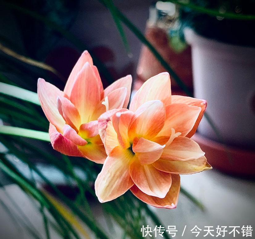 4种花10月份要及时翻盆,今年才会继续开花,不然全烂在盆里