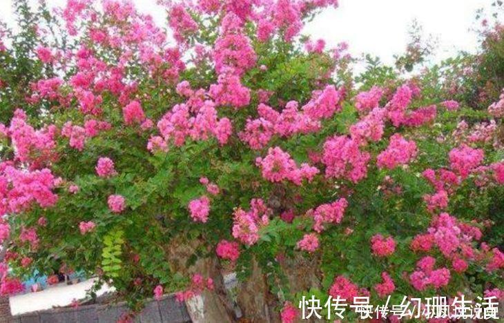 号称女神花的几款花卉,漂亮又好养,沾土就活,越养越爆盆