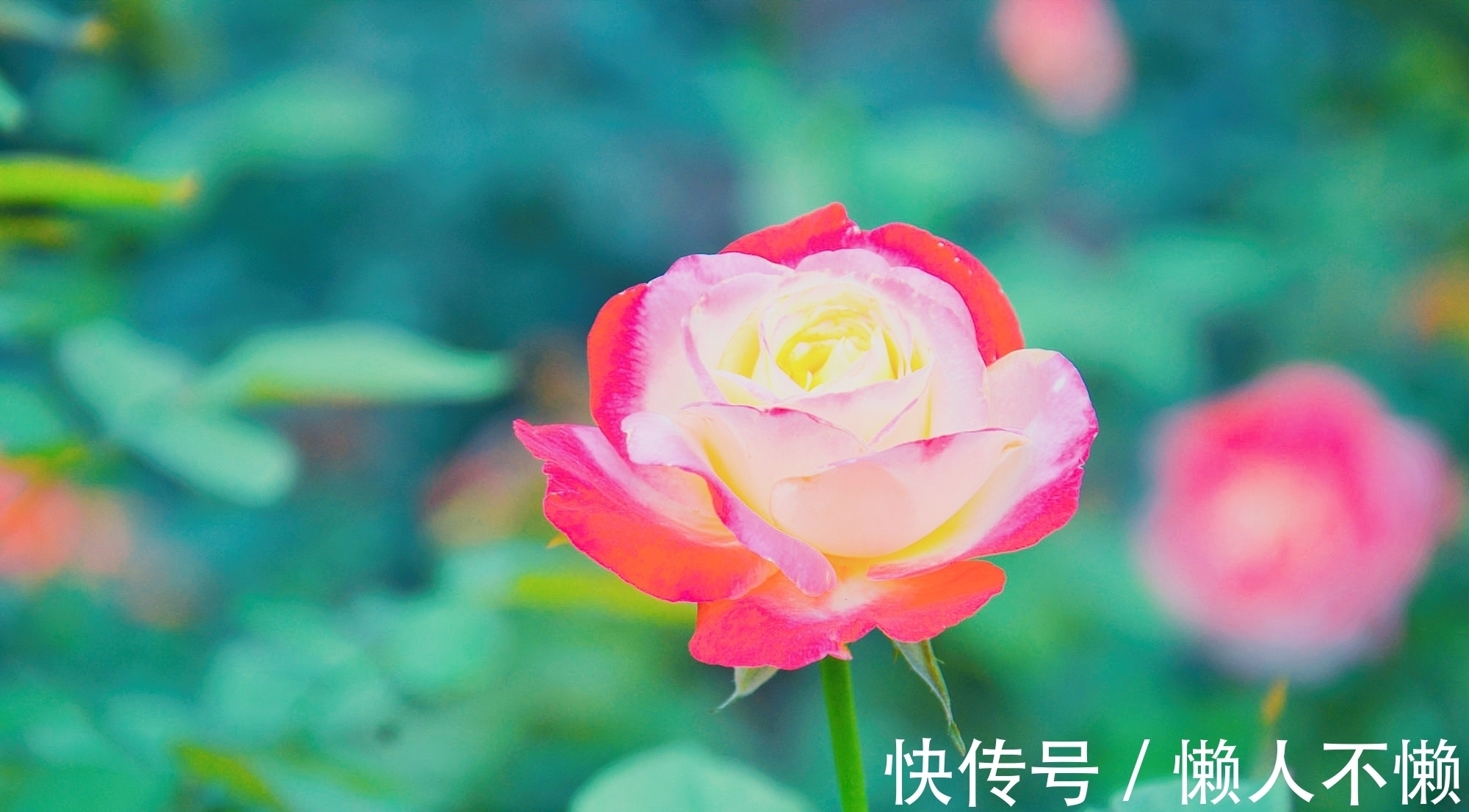 过雨荷花满院香#宁肯媚晚凉,清风匝地随,一抹烟雨红尘事,半盏清欢岁月情