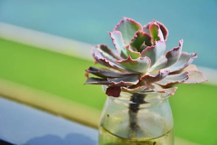 面朝大海的多肉们,在四季变迁中生生不息!