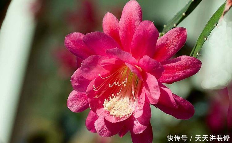 养花|农历5月11日开始,养花养个耐看的,不管也疯长,开花一茬接一茬