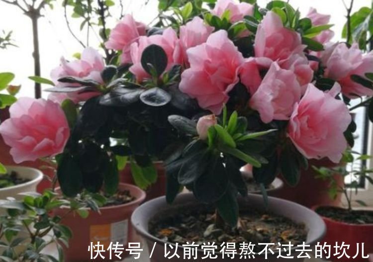 春夏秋冬|3种花是花中劳模,一年四季开花不断,养护简单,开花多!