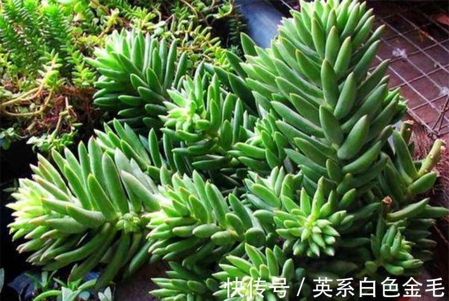 千佛手养护有2怕,难怪叶片干瘪杆子歪,学会了饱满晶莹端正挺拔