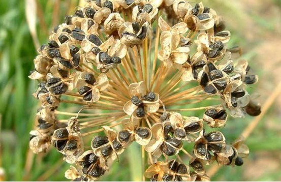 肾脏健康|男性常吃3种“零食”，可能“肾功能”更强大，可惜大多人不爱吃