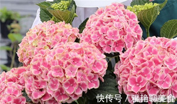 花色|美艳动人的3款花,花色美丽,香气四溢,四季都开花,养护也容易