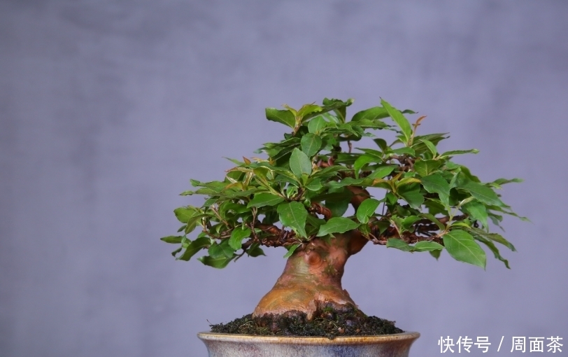 罗汉松|中国盆景欣赏,园艺大师经过几十年的精心打理,感受盆景独特的美