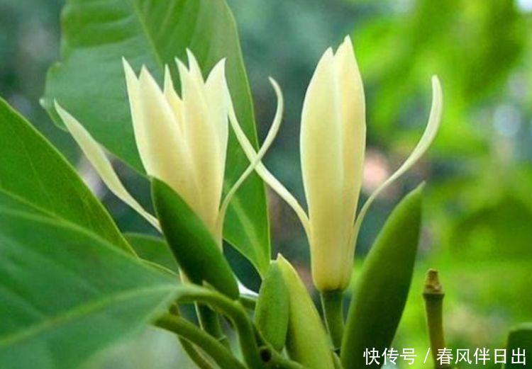 浇水|3种花很耐养,沾土就能活,浇水就疯长,满满的幸福感