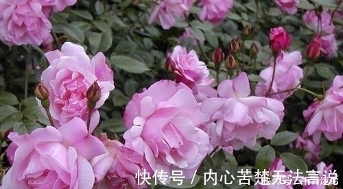 婆婆养月季只选一种，好养抗性强，关键“爱”开花，比养欧月实在