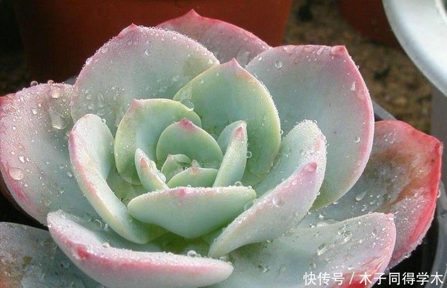 养花|这3种“漂亮花”，只能浇水，不能喷水，喷一喷都是短命鬼