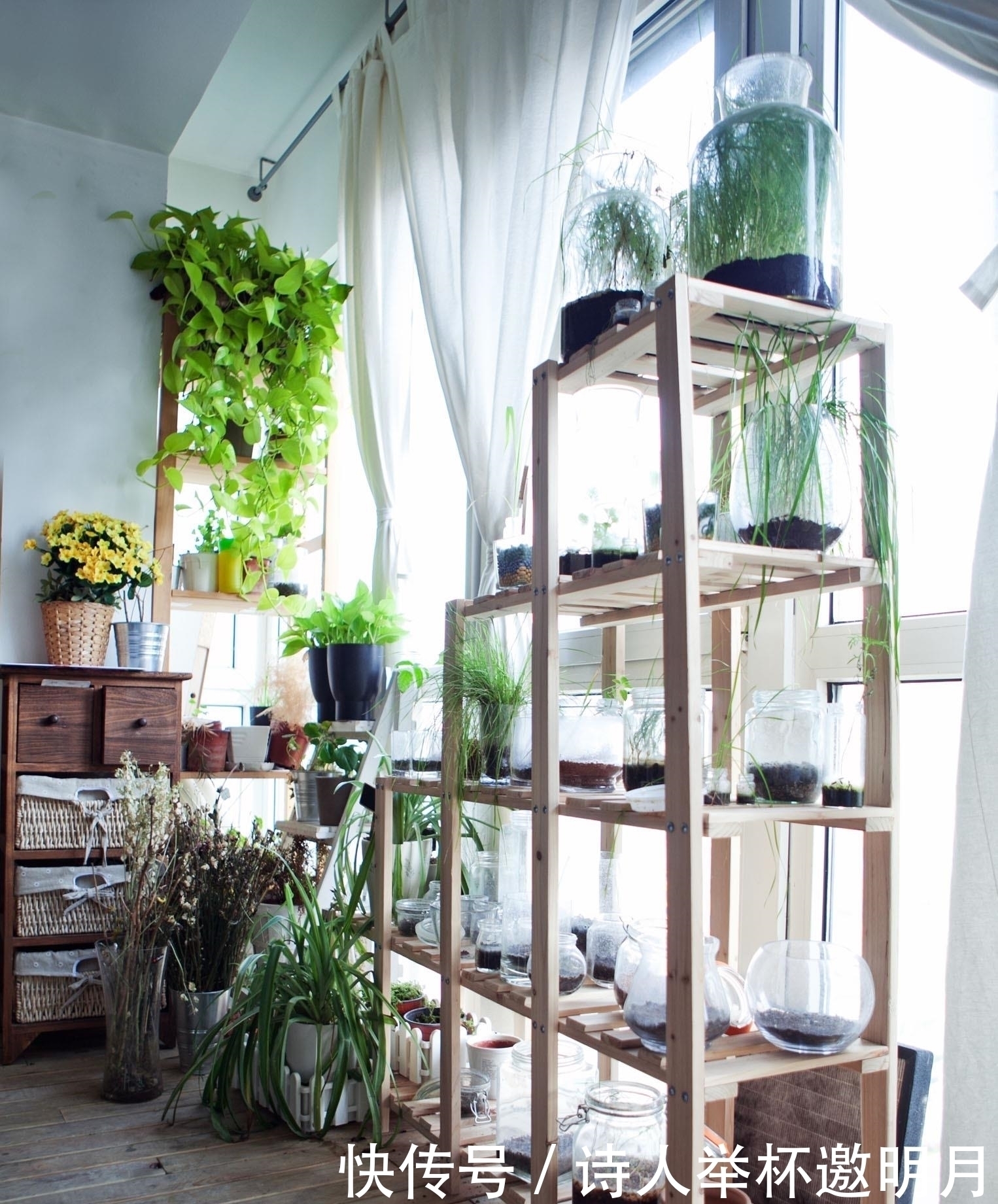 残花|养花有这5个习惯,能让家里变得更加干净整洁,还能身心愉悦