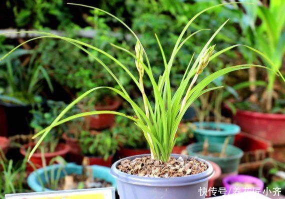 兰苗|盛夏养兰花，做好“三要、三不要”，兰苗叶片油绿，植株硬挺