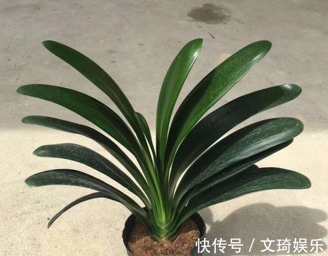 花盆|3个给“君子兰”换盆的小技巧,不伤根、服盆快,叶子厚又亮!