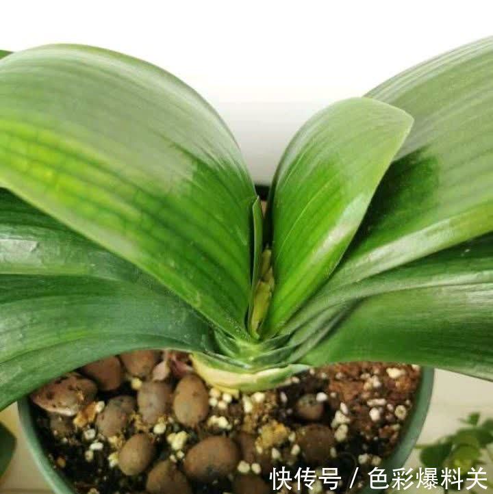 这样养“君子兰”,叶子更多更大更油绿,花朵红似火