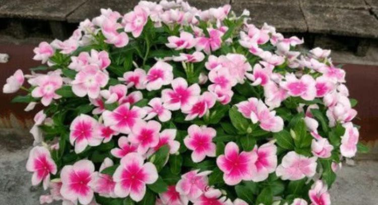 “4种花”超爱开花,尤其第2种,全年开花不断,还超好养,美