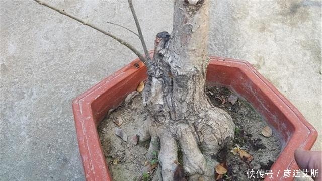 花盆|盆景盆树出现了老化,要及时处理避免树桩死亡,方法一分钟看完