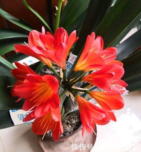 度夏|新手养君子兰,度夏注意4件事,不再烂根烂叶,安稳过夏天