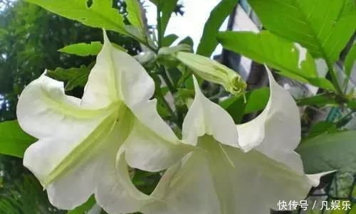 严禁入室的花,看完吓一跳你家里有木有