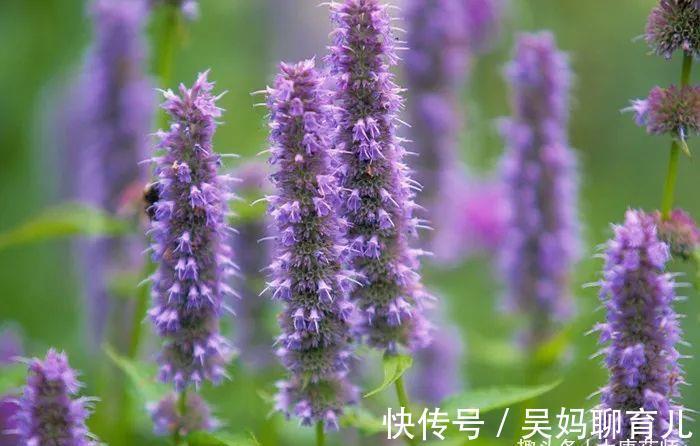 暑邪|一个家喻户晓的名方，藿香正气水，用好它，这个伏天更好过！