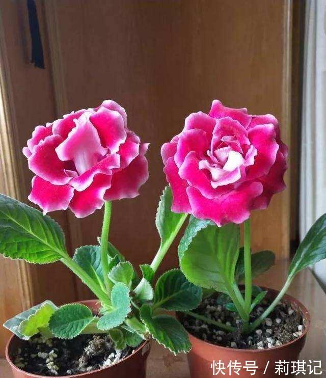 5种花空气再“干燥”,也别喷水,会黄叶、烂叶、掉花苞