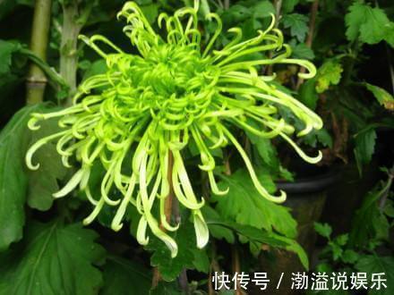 菊花宝|喜欢菊花，就养盆“珍稀名菊”绿云，似“彩云偏偏”，开花爆盆