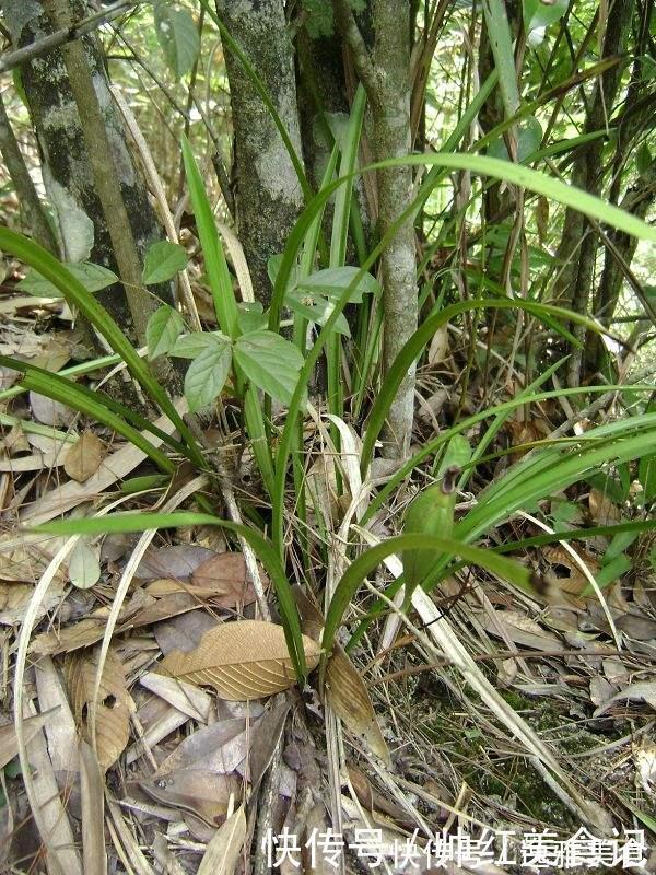 山上也能寻得“好兰花”,看准这5点,找到比花店还好的兰花!