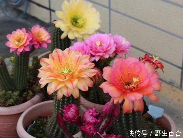 阳台养这几朵花,花开不断,花色艳丽,花开枝繁叶茂,美