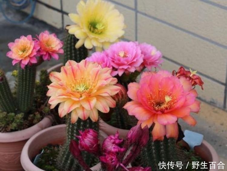 阳台养这几朵花，花开不断，花色艳丽，花开枝繁叶茂，美