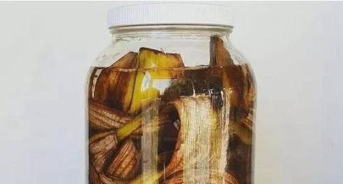 花长得不好盆里放根香蕉,叶子肥厚、疯狂开花,连肥都不用施