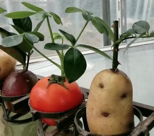 爆盆|养花时,用点鸡蛋、土豆,啥花都喜欢,不用买肥料,还不停爆盆