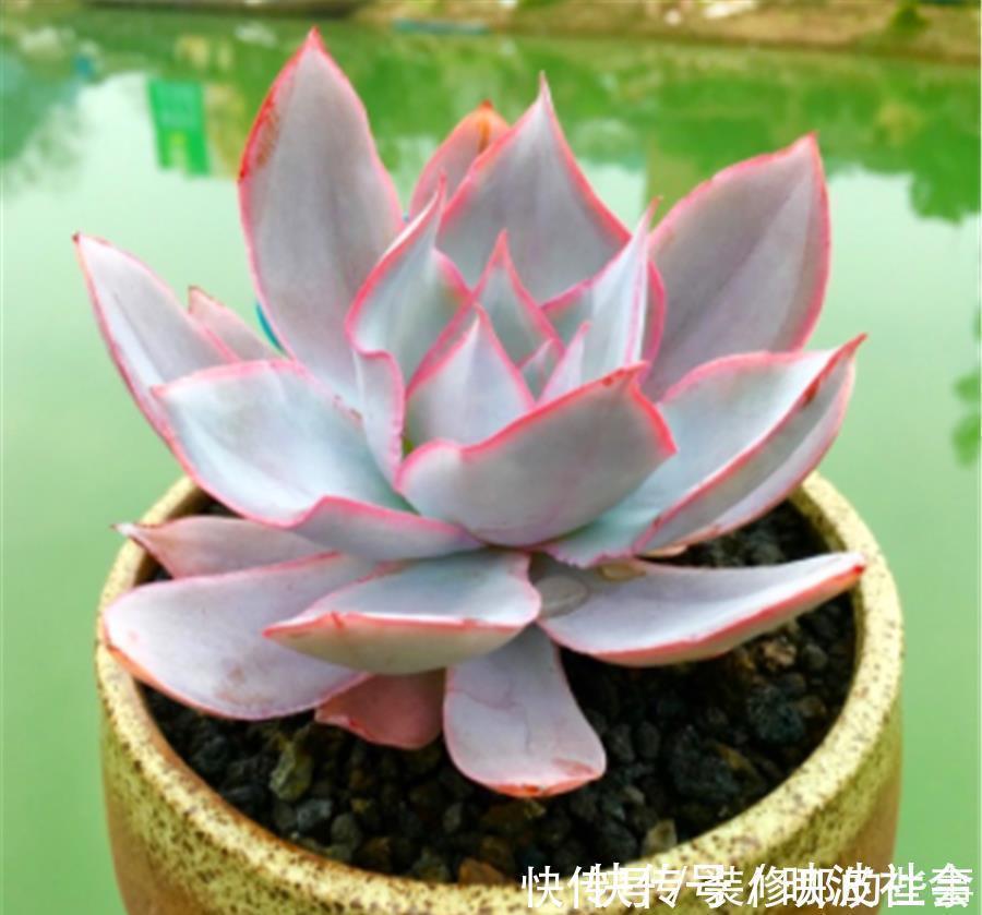 仙子|多肉中的“广寒仙子”,养护过程有4怕,学会了仙气飘飘幽蓝高贵