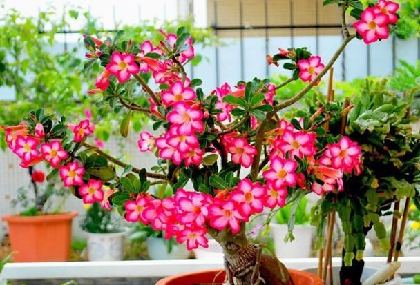 超耐旱的4种开花植物,丢土里就能活,漂亮好养不操心,懒人最爱