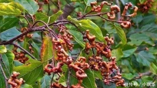 拐枣|我国“最怪”水果,比“甘蔗”甜,插土就活,你们吃过吗?
