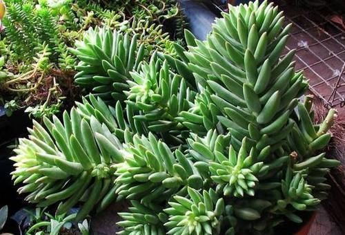 养了两年的千佛手，不长侧芽，直接砍了，结果爆了很多侧芽