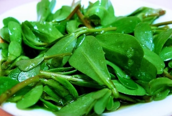 马齿苋|有白头发先别染发！马齿苋加一宝，仅需15天变黑发，还有惊喜变化