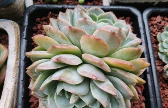 多肉植物|养了这么长时间的多肉，你有后悔吗？是不是也想要出坑了！