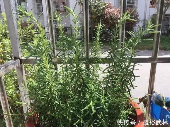 驱蚊草|5种花蚊子“不喜欢”，好看还好养，是天然蚊香，值得多养几盆