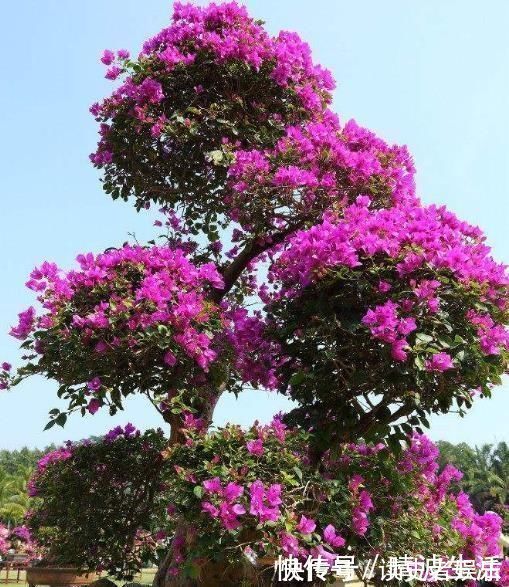 这“3”种花，放在家中最“保值”，养上数10年，几万都不卖