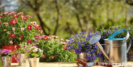  光照|养花新手需要知道的事：你的花为什么会死