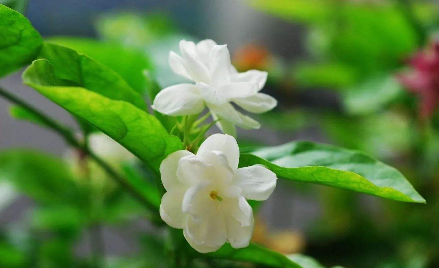 小小塑料袋有妙用，拿来养花，不招虫子快速催花，养花好帮手