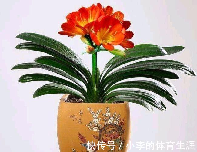 秋养花,就养这四种,大气优雅不久就开花