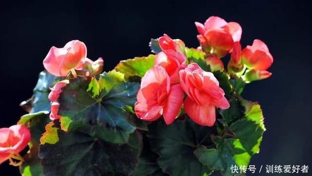 这3种花没必要花钱买,邻居家摘几片叶子,插在土里就冒根!