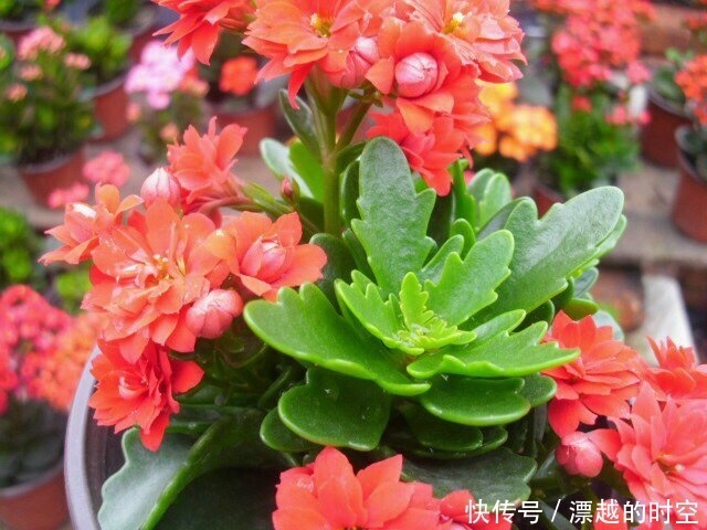 春天养“3种花”,叶子扔盆里,10天生根、发芽,养好能开花