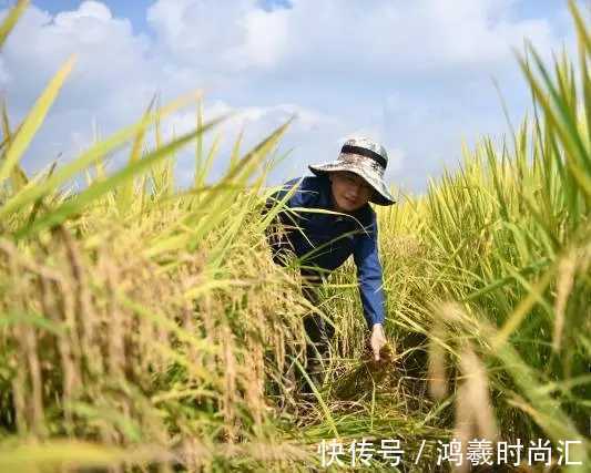 太空稻收割啦!在月球待过,稻粒长约1厘米,