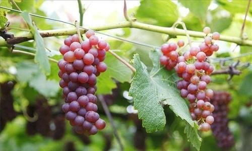 营养物质|女性不想变老，不妨多吃三种物，滋养肌肤排毒养颜，早吃早好