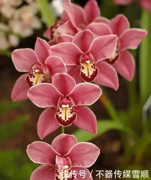 中国的十大名花,你知道几个?